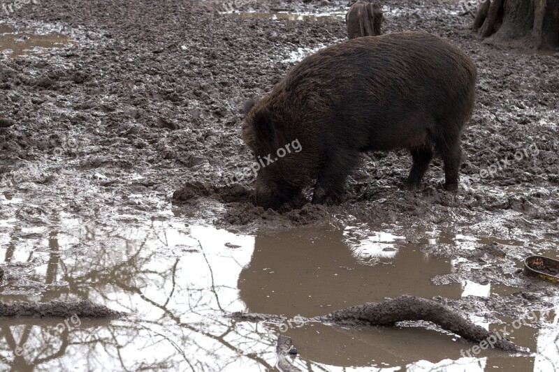 Wild Wild Boars Forest Nature Free Photos