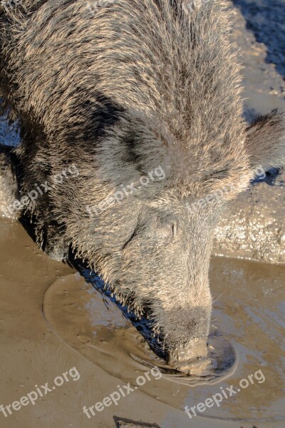 Wild Wild Boars Forest Nature Free Photos