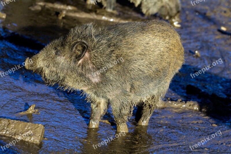 Wild Wild Boars Forest Nature Free Photos