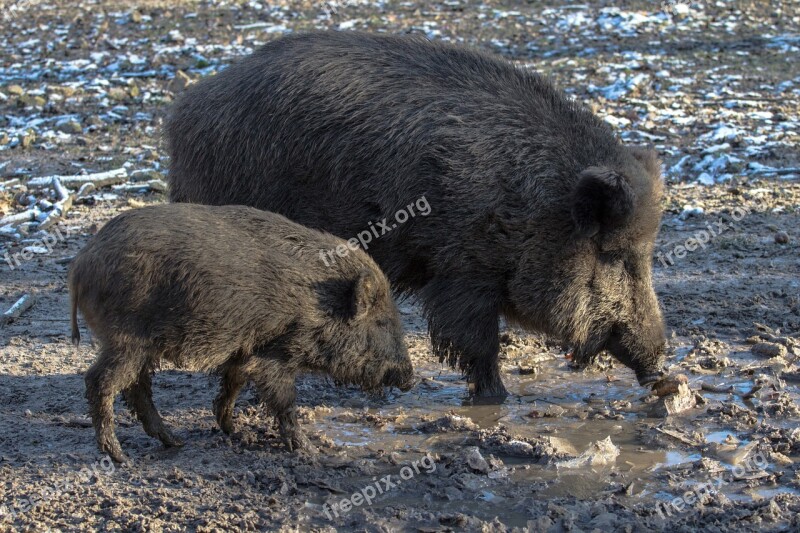 Wild Wild Boars Forest Nature Free Photos