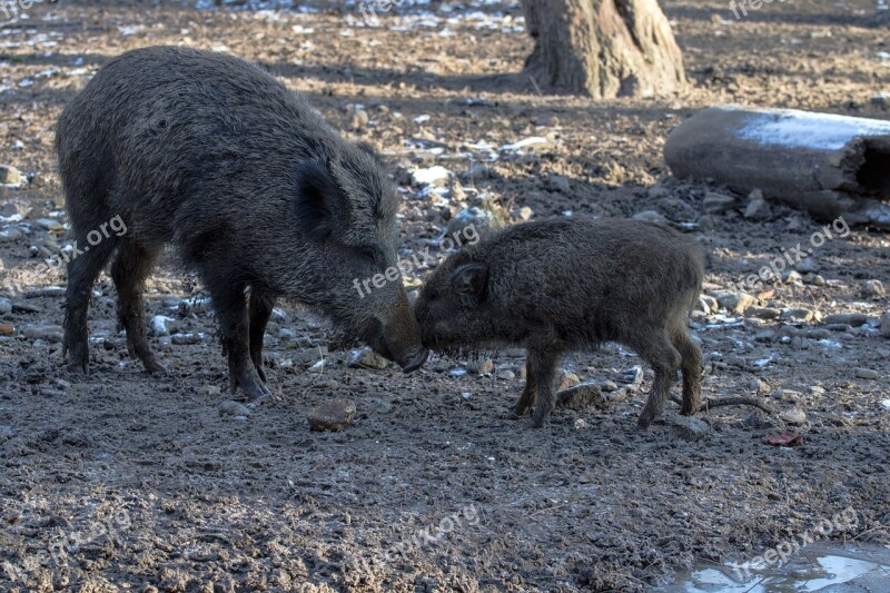 Wild Wild Boars Forest Nature Free Photos