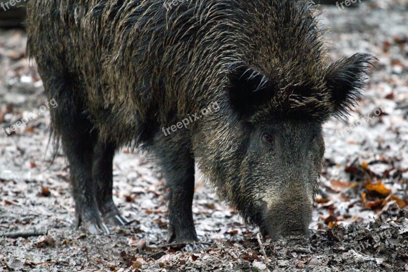 Wild Wild Boars Forest Nature Free Photos