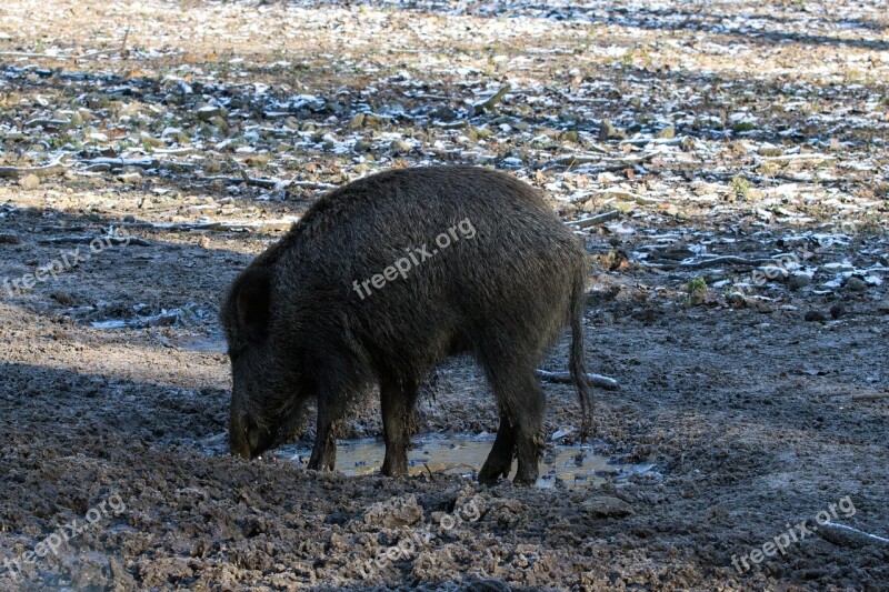 Wild Wild Boars Forest Nature Free Photos