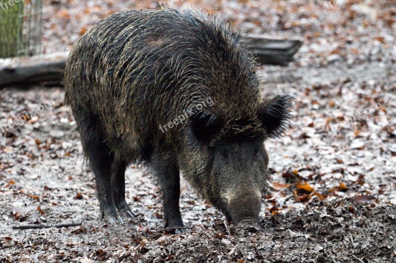 Wild Wild Boars Forest Nature Bristles