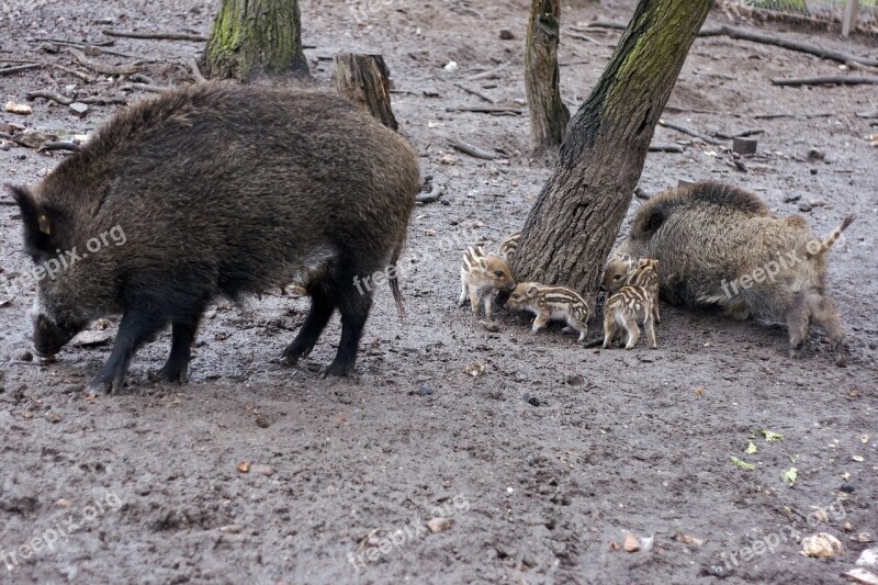 Wild Wild Boars Forest Nature Bristles