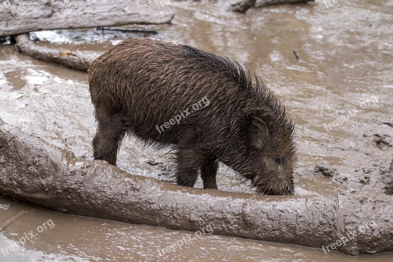 Wild Wild Boars Forest Wild Boar Free Photos