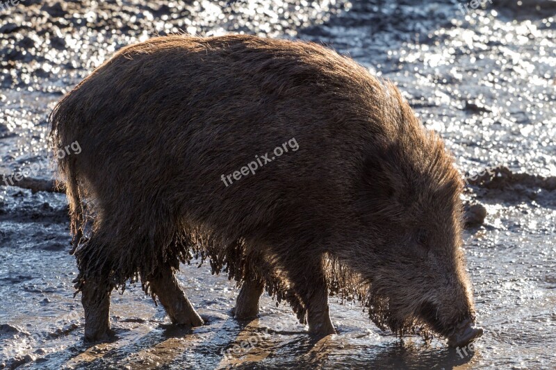 Wild Wild Boars Forest Nature Bristles