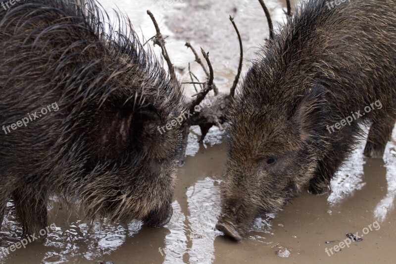 Wild Wild Boars Forest Wild Boar Free Photos