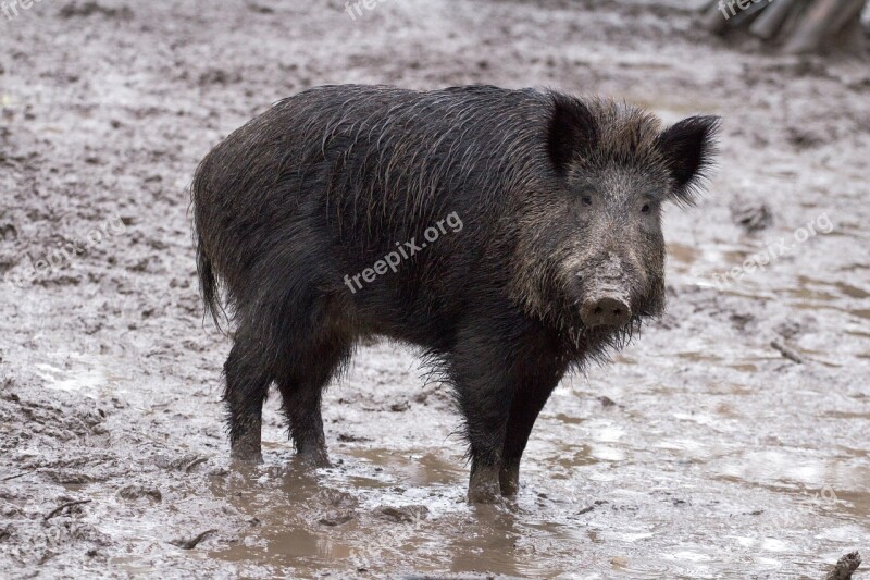 Wild Wild Boars Forest Wild Boar Free Photos