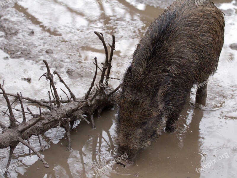 Wild Wild Boars Forest Wild Boar Free Photos