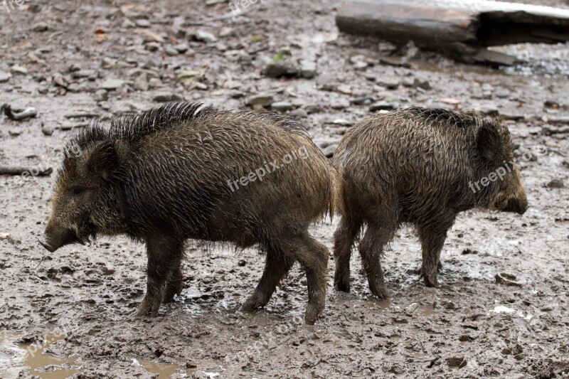 Wild Wild Boars Forest Wild Boar Free Photos