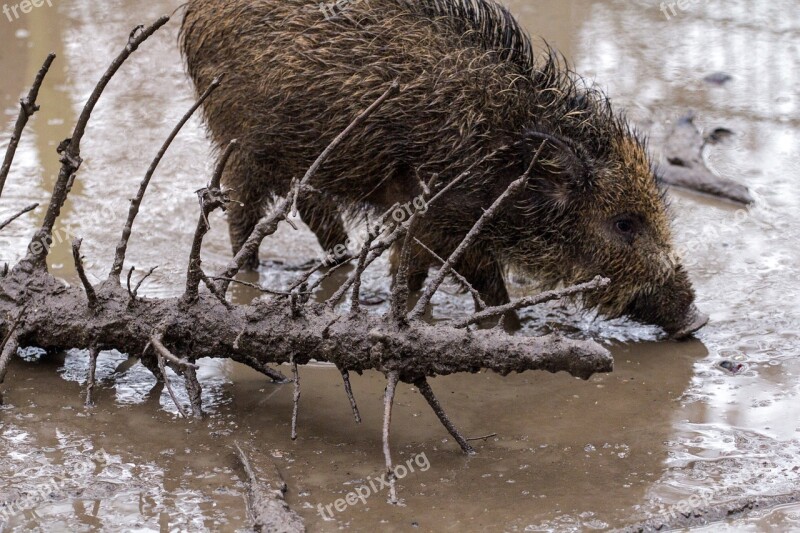 Wild Wild Boars Forest Wild Boar Free Photos