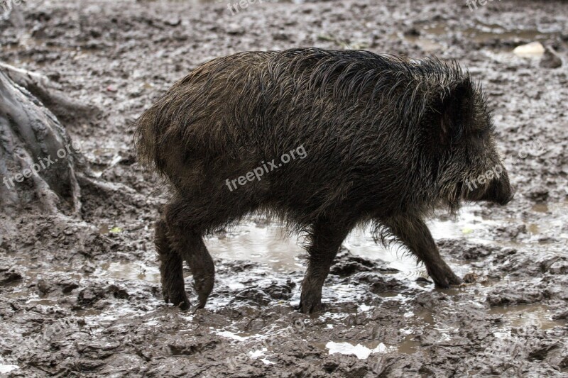 Wild Wild Boars Forest Wild Boar Free Photos