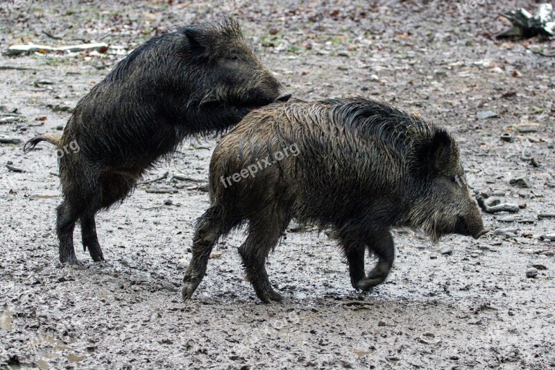 Wild Wild Boars Forest Wild Boar Free Photos