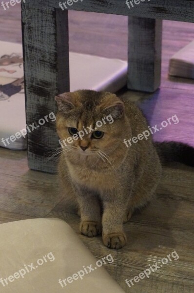 British Shorthair Cat Pet Animals Feline