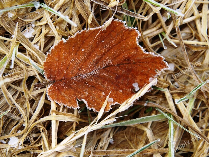 Leaf Brown Frost Leaves Fallen