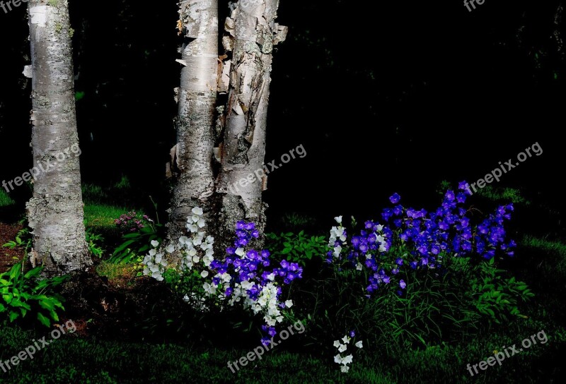 Flowers Trees Birch Colors Nature