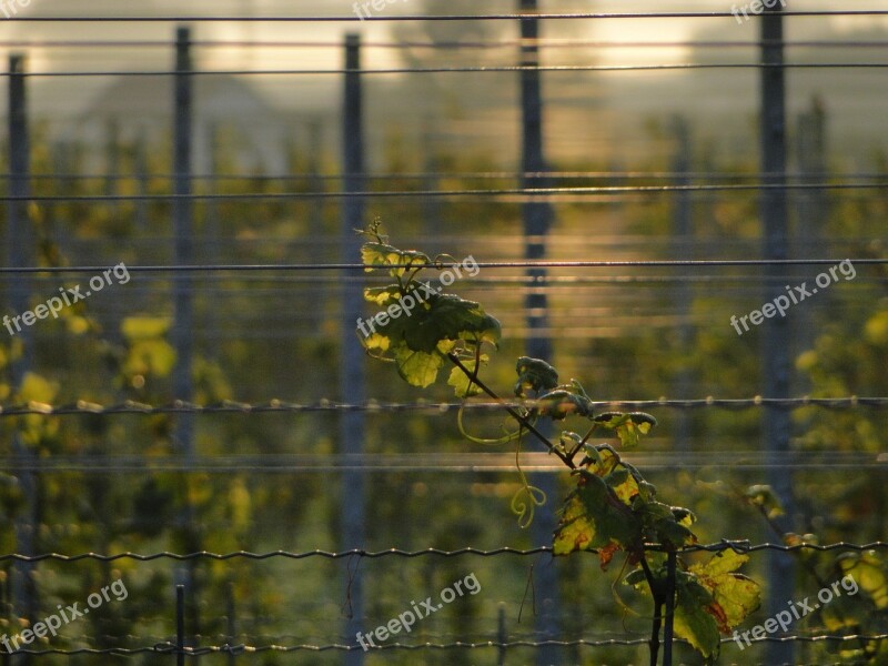 Vineyard Light Vines Sea Mirroring Morning