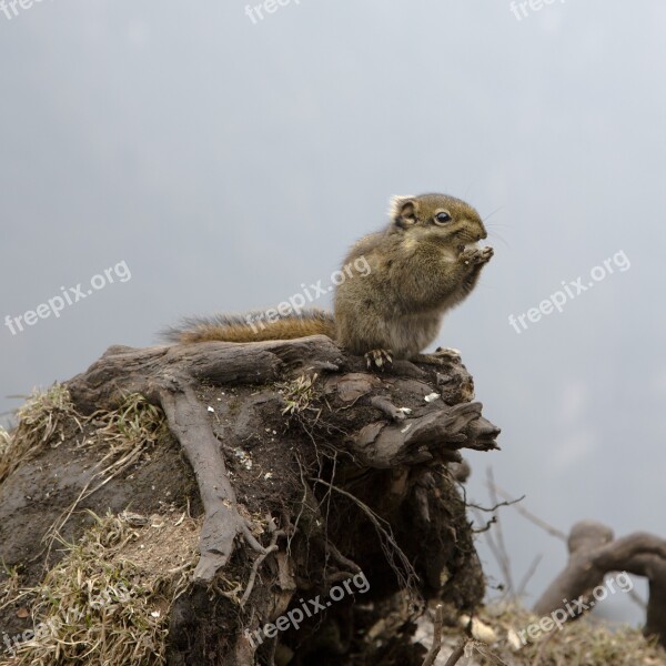 Animal Squirrel Emeishan Free Photos