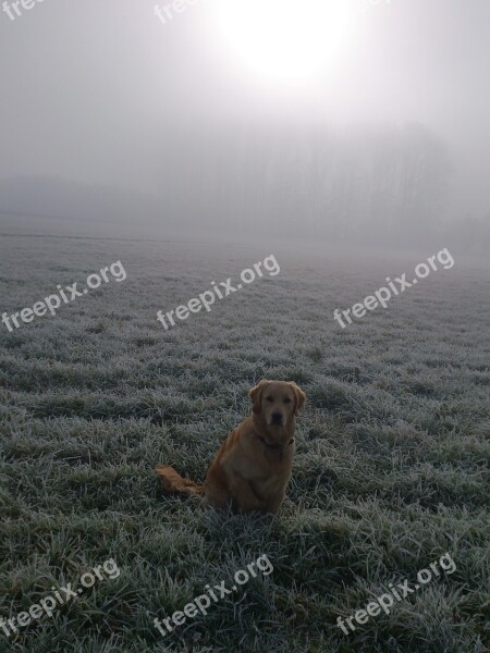 Postkartenmotiv Golden Retriever Dog Fog Dew