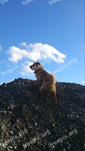 Golden Retriever Male Play Animal Dog