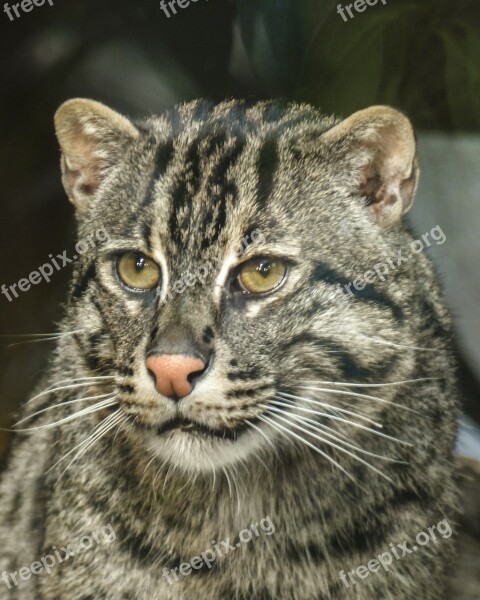 Fish Cat Feline Mammal Wild Cat Wildlife