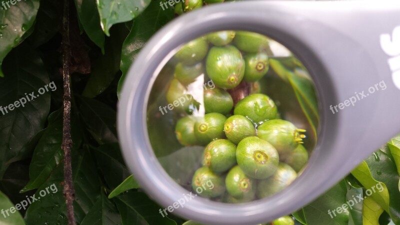 Coffee Magnifying Glass Plant Grain Free Photos