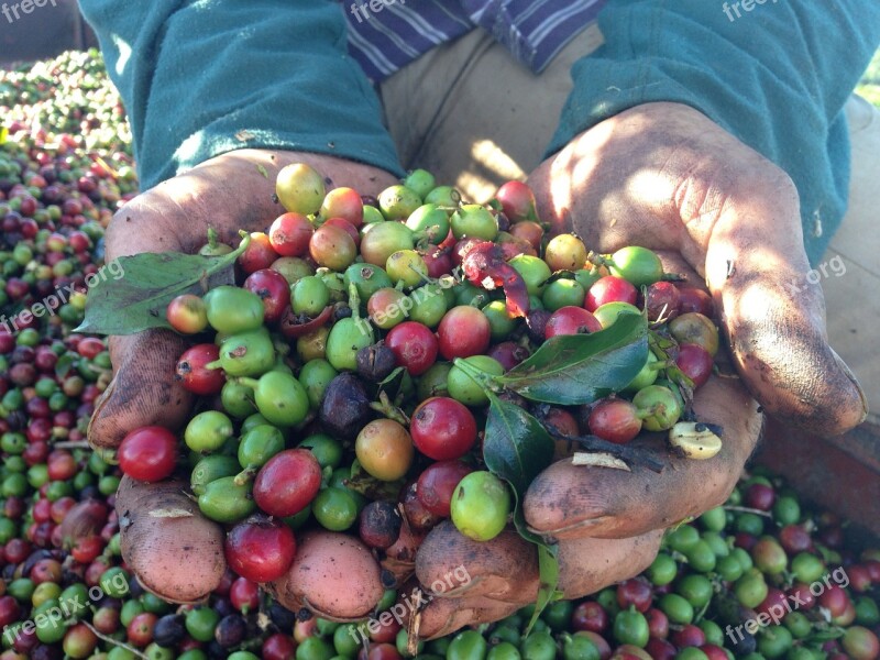 Coffee Hand Harvest Roça Farm