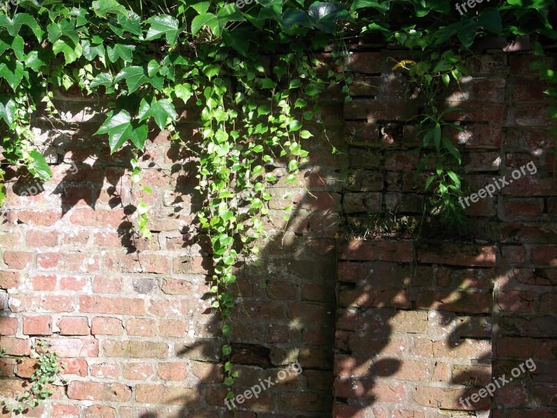 Green Stone Wall Weathered Creeper Ivy