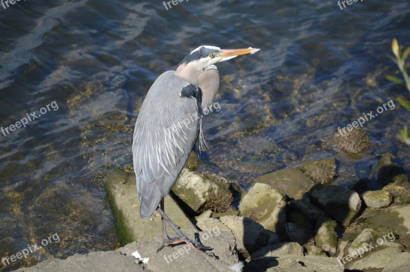 Great Blue Heron Wildlife Bird