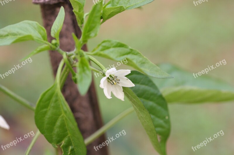 Pepper Seedlings Hot Pepper Flower Weekend Farm Organic