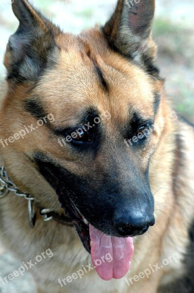 Dog German Shepherd Canine Portrait Cute