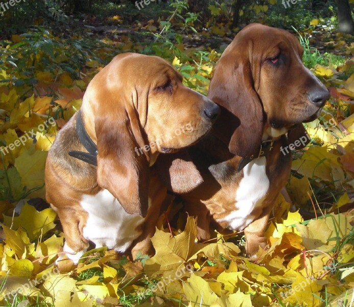 Dogs Basset Hounds Canines Cute