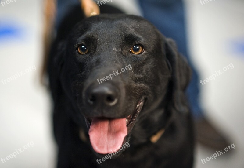 Dog Labrador Retriever Canine Portrait