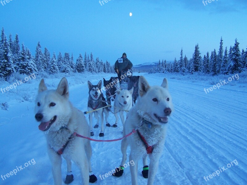 Dogs Sled Team Teamwork Winter