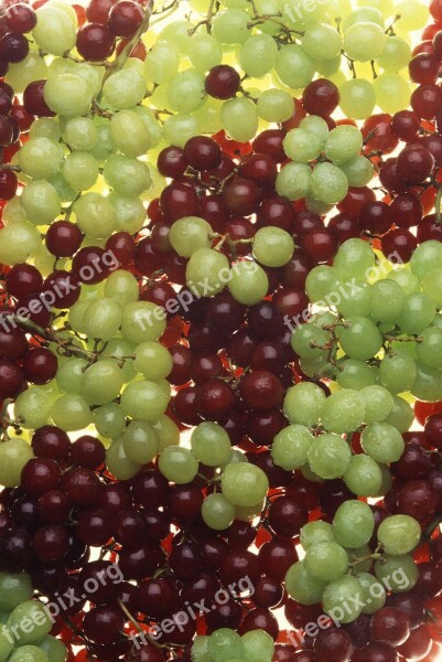 Grapes Cluster Ripe Harvest Agriculture