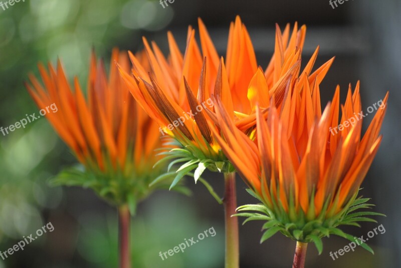 Flower Orange Plant Bloom Blossom