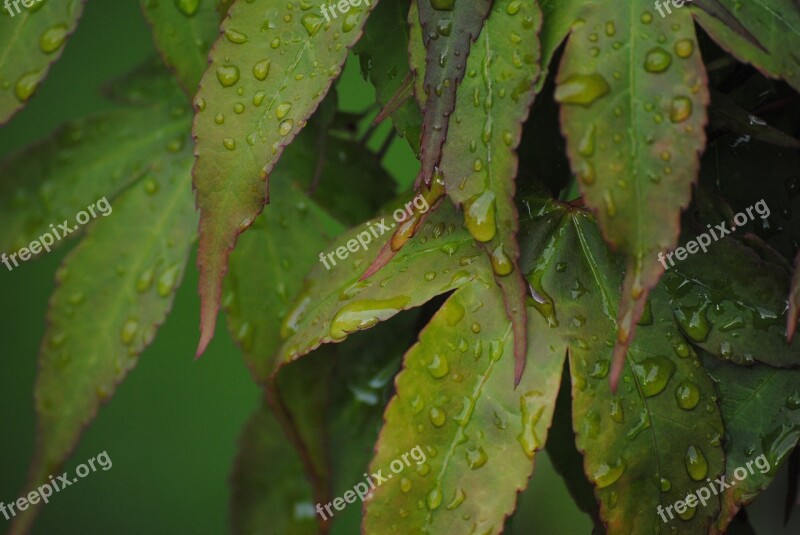 Green Drop Acer Leaf Season