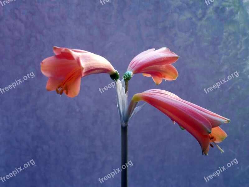 Amaryllis Blossom Bloom Amaryllis Plant Inflorescence