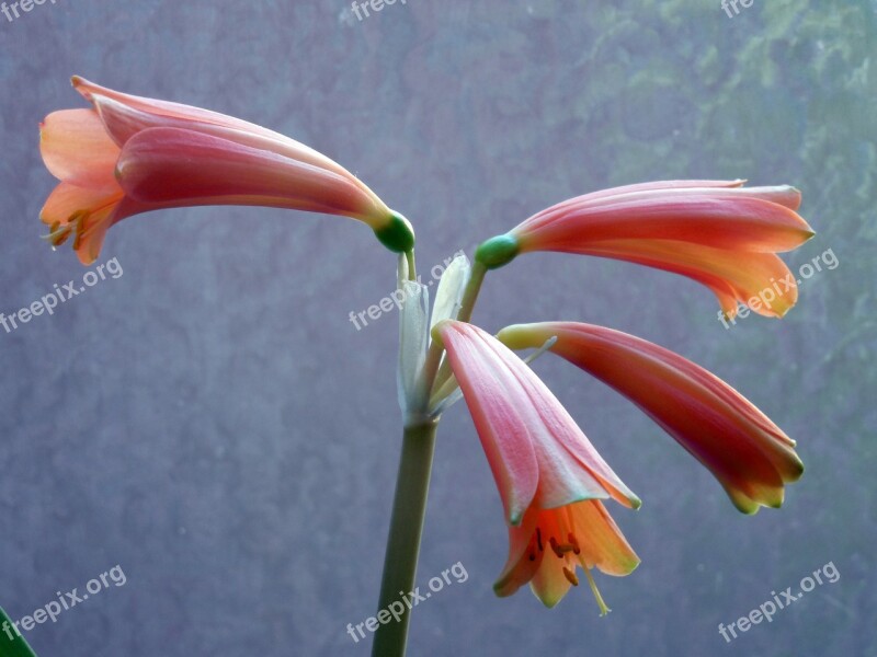 Amaryllis Blossom Bloom Amaryllis Plant Inflorescence