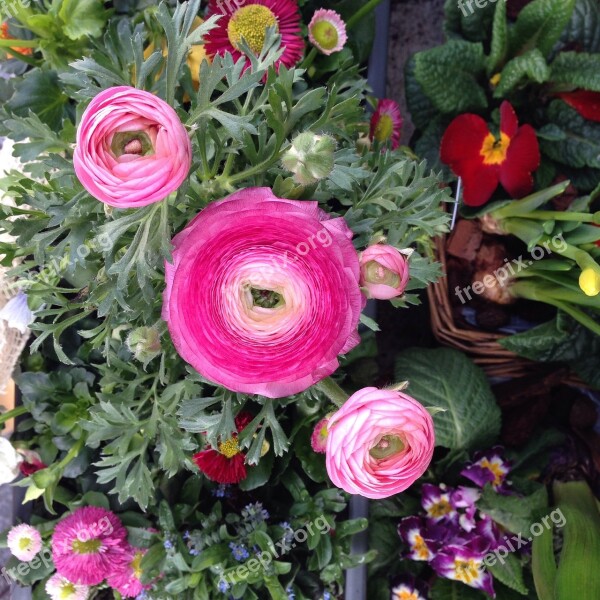 Flowers Pink Plant Spring Party