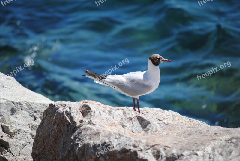 Bird Seagull Rock Sea Nature