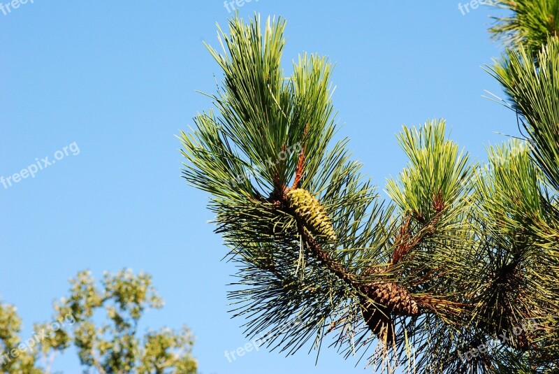 Pine Sky Green Blue Tree