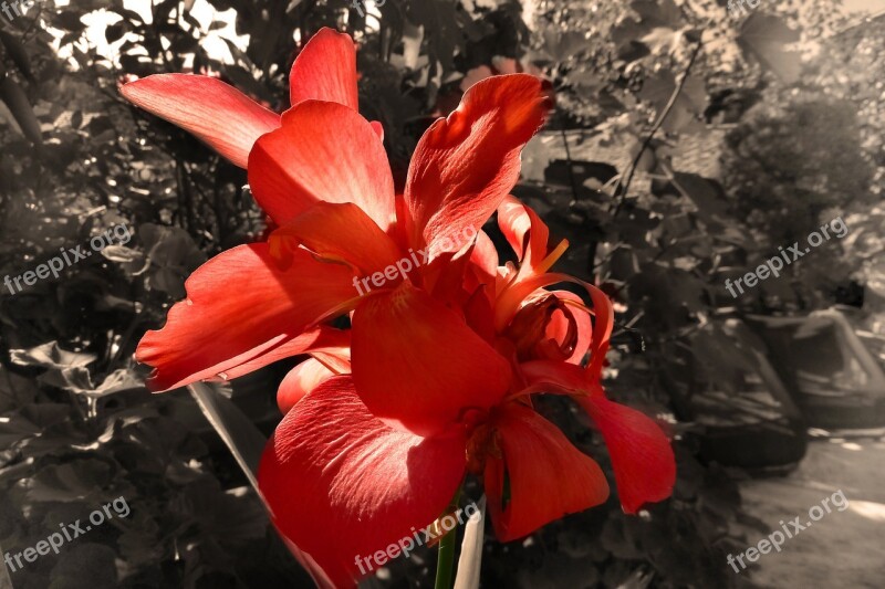 Flower Blossom Bloom Spring Plant