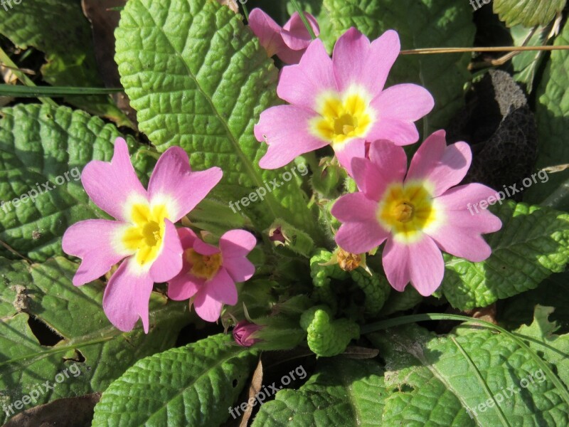 Primroses Flowers Violet Spring Primula