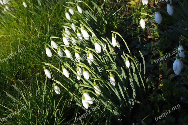 Snowdrop Flowers Meadow Spring Snowdrops