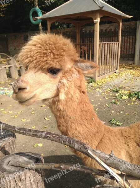 Alpaca Animal Moe Free Photos