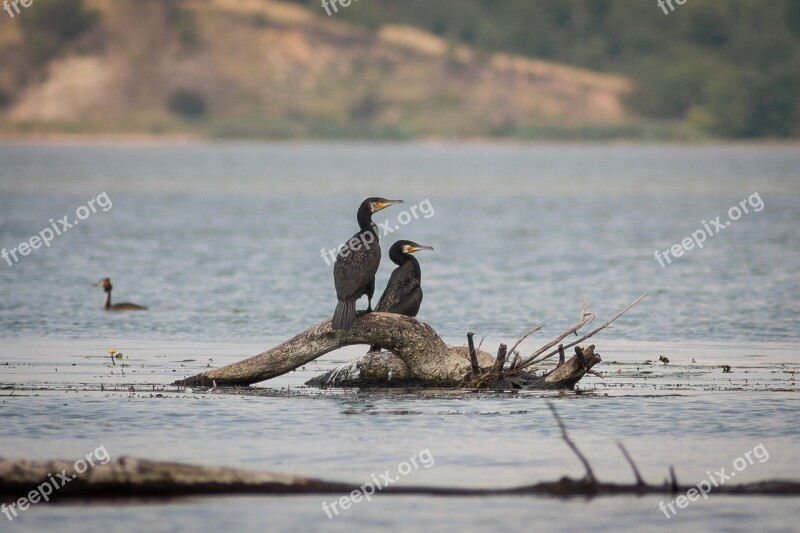 Cormorant Wisla Bird Cormorants Water Bird