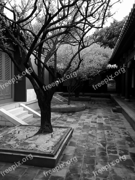 Black And White Trees Taiwan Historical Sites Temple