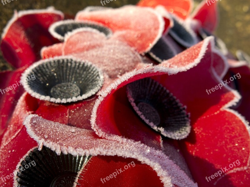 Poppies Remembrance Wreath War Frost